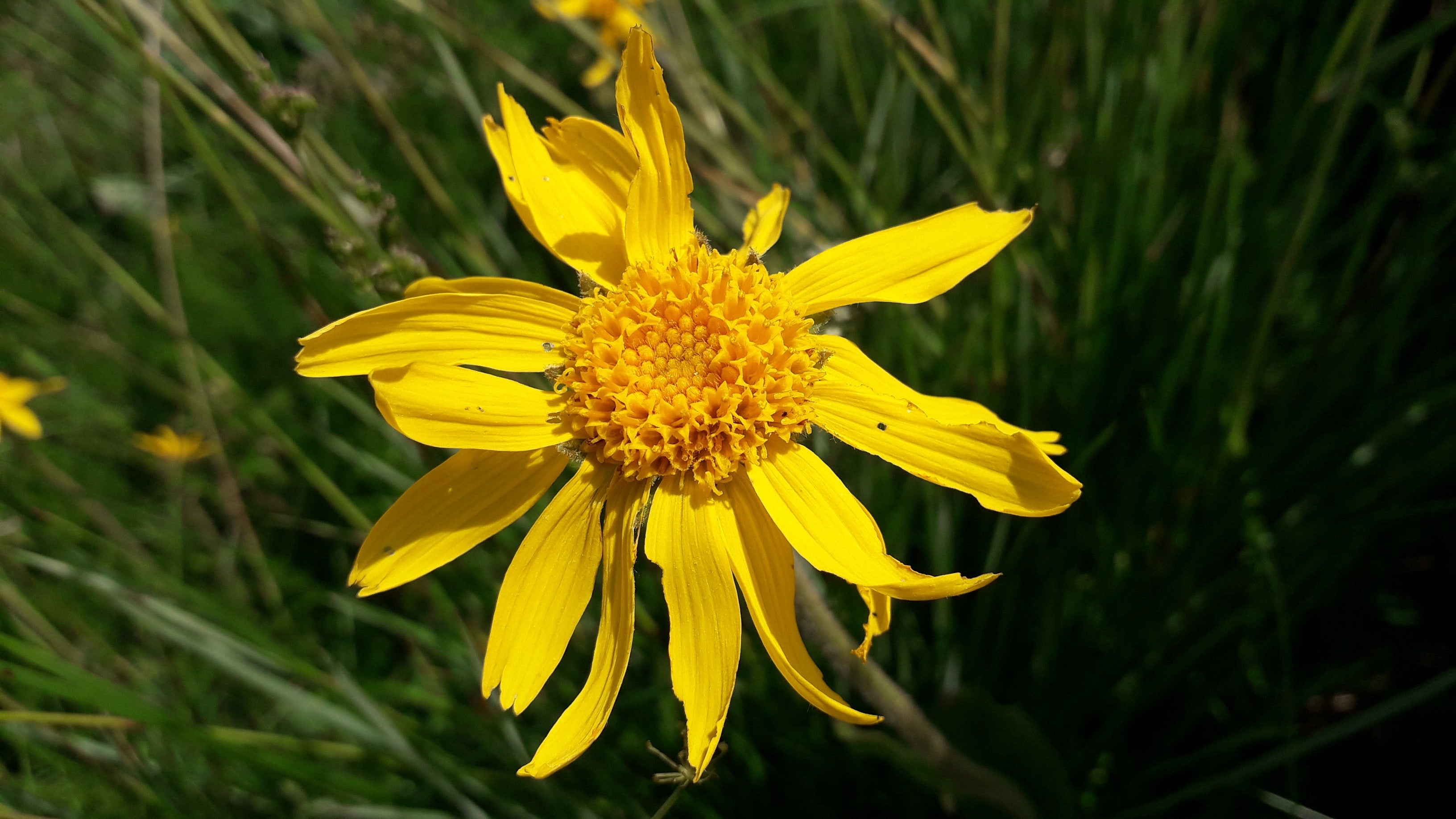 Baume arnica hélichryse