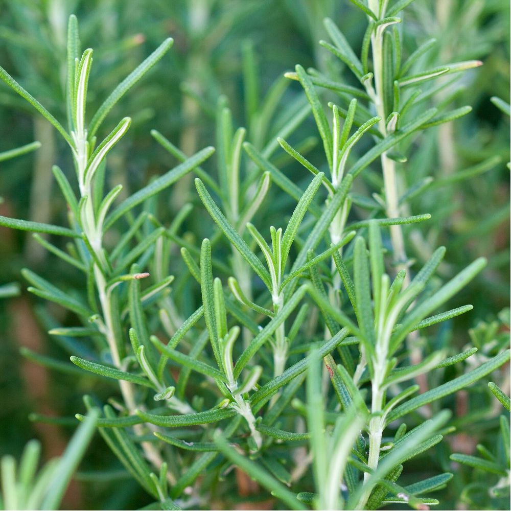 Shampoing solide argile-ortie