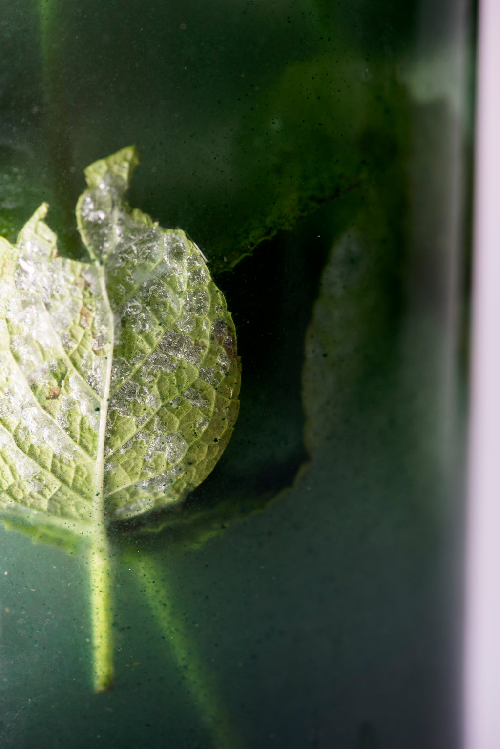 Shampoing solide argile-ortie