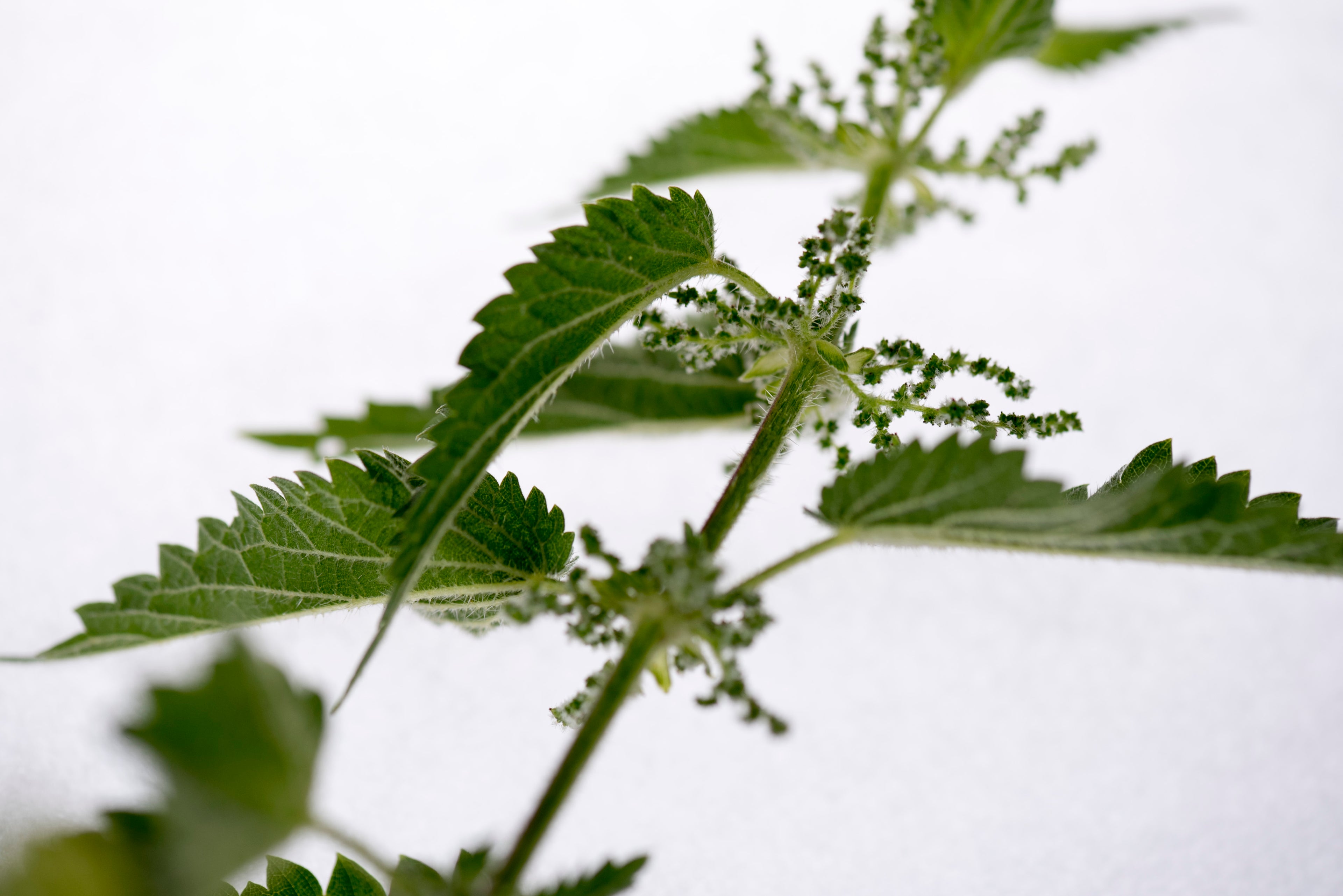 Shampoing solide argile-ortie