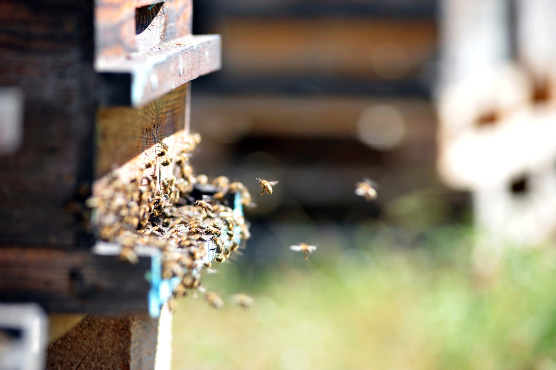 Baume arnica hélichryse