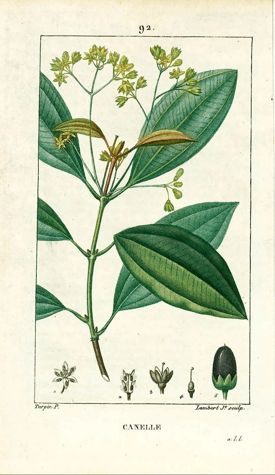 Baume de la tigresse