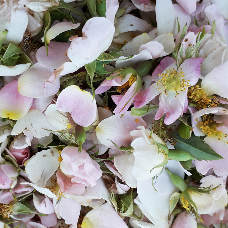 Shampoing solide à la rose