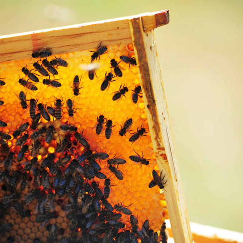 Baume à lèvre à la propolis