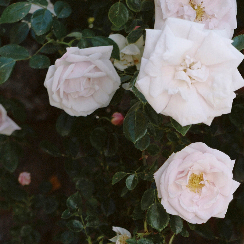 Shampoing solide à la rose