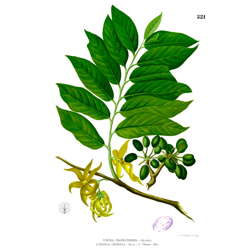 Baume de massage au beurre de cacao